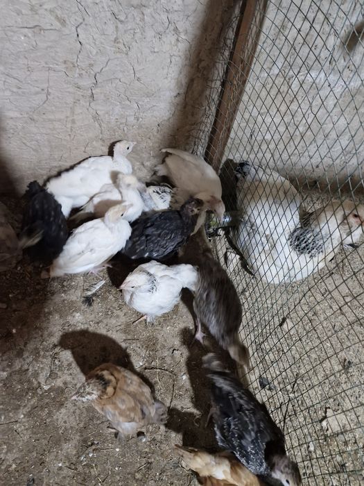 Курка жужалар 70 кундан ошган.индюк