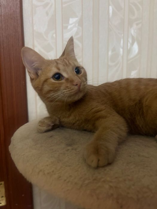 Рыжая, стерильная девочка 6 месяцев в ответсвенные руки