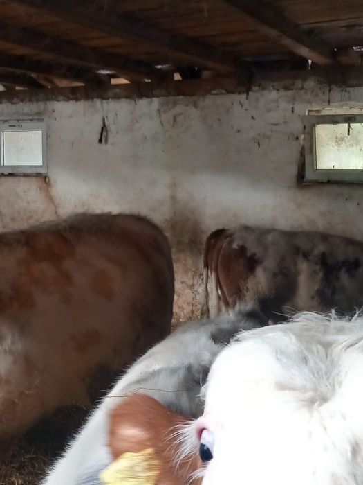 Viteii baltati de vanzare