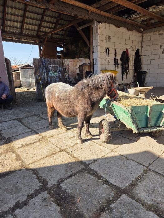 Poneita de vanzare gestanta