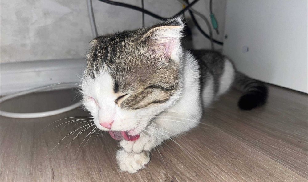 Котёнок ищет дом