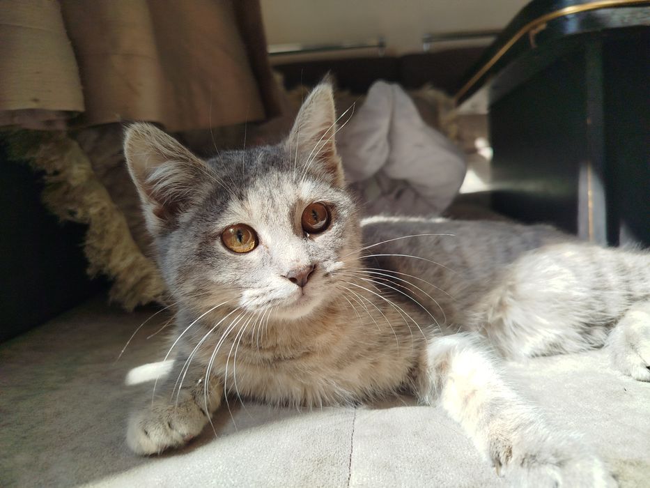 Отдам даром милого котика