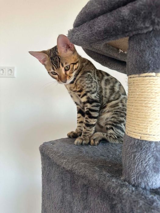 Бенгалски котета