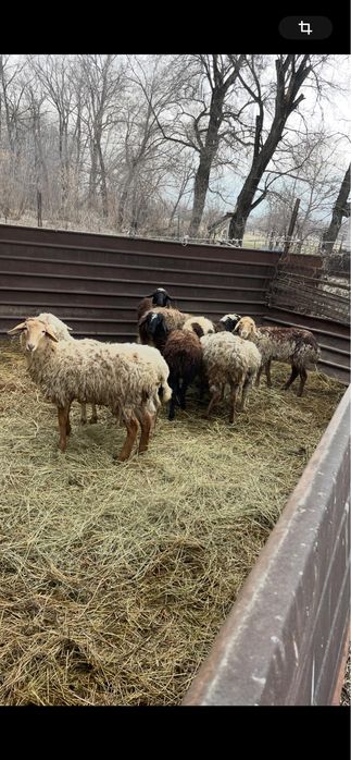 Бараны матки …..