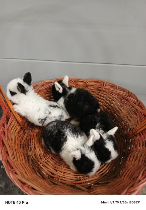 кролики карликовые оптом