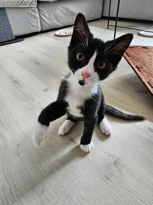 Котараче с благородно сърце търси своя дом