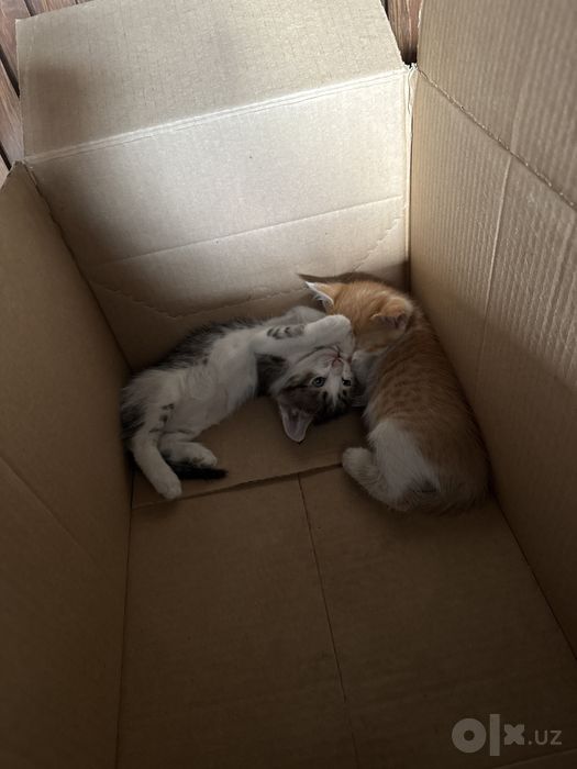 Котенок Бесплатно