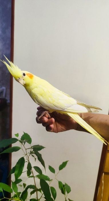 Продается молодая ручная карела