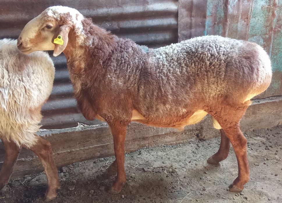 Қошқарлар сатылады 6 бас!!!