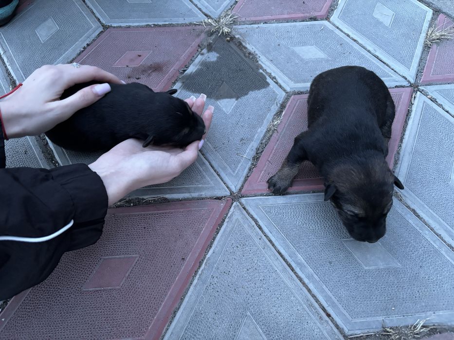 Отдам щенков немоцкой овчарки