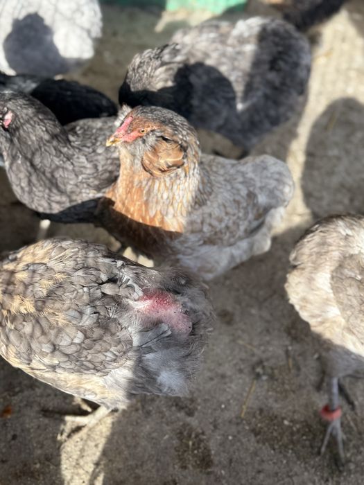 Vând ouă de incubat araucana