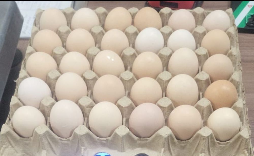 Инкубационные яйца бройлера