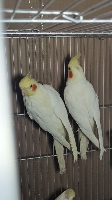 Кореллы молодые и взрослые