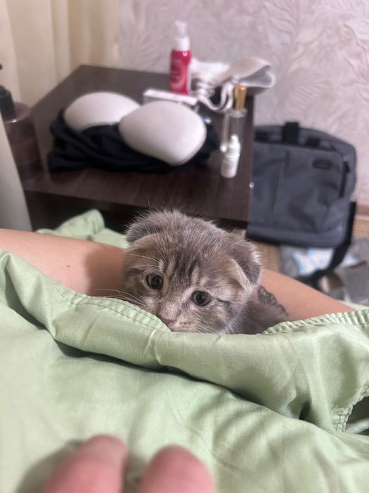 Отдам вислоухую кошечку