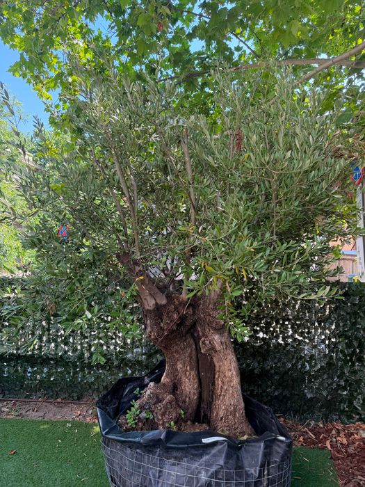 Bonsai Măslin Secular 150 Ani – Exemplar Superb de Colecție
