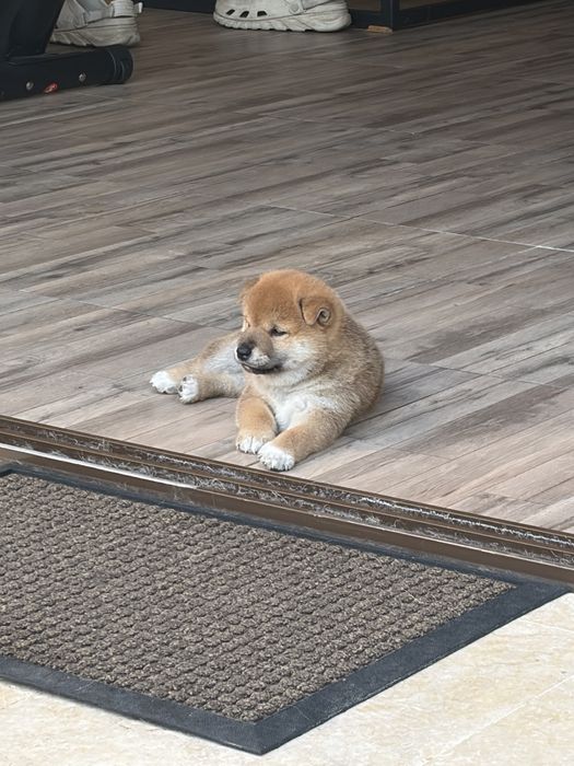 Catel Shiba Inu
