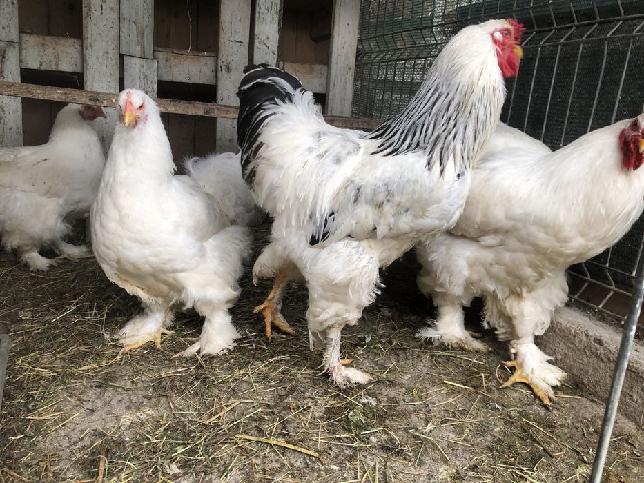 Cocosi rase mari brahma, rhode island, wiandotte , cochinchina