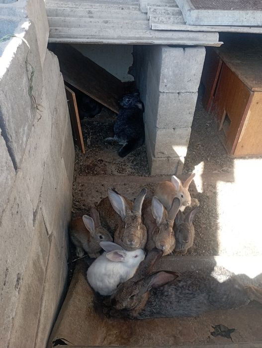 Кролики на продажу