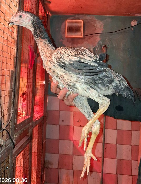 Продам бойцовых курочек срочно!