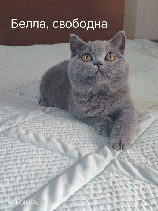 Готовы к переезду британские котята