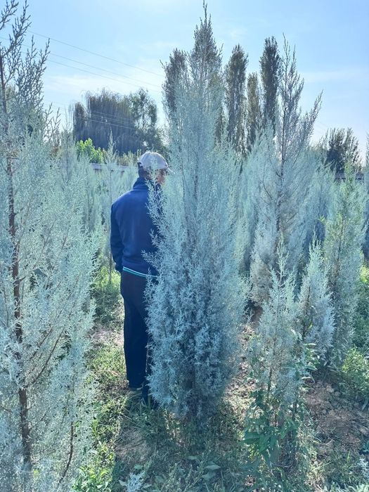 Shamshot,Skarvorkert archa Arizoniskikiparis,majvelnik. Tuya smarakta,