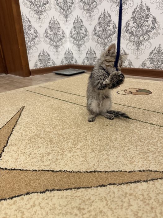Продается котёнок двухмесячный
