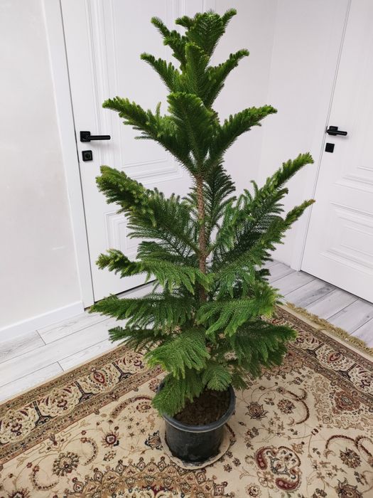 Комнатные цветы есть доставка..