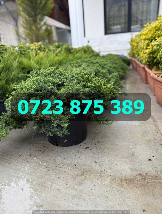 Arbori de Grădină Selecționați – Verificare Vizuală prin Video Real