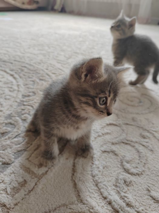 Отдам котят в добрые руки.