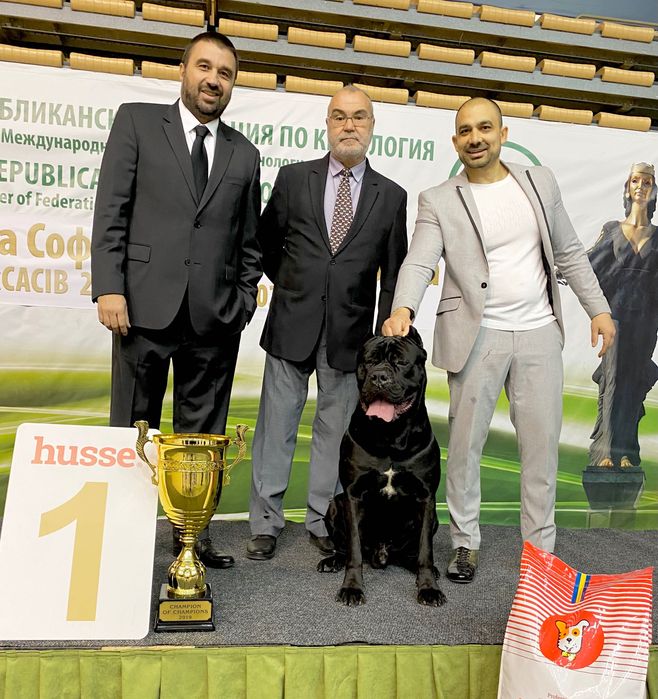 Кане Корсо ELITE 2