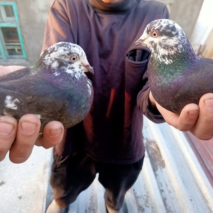 Голуби курчеголовые