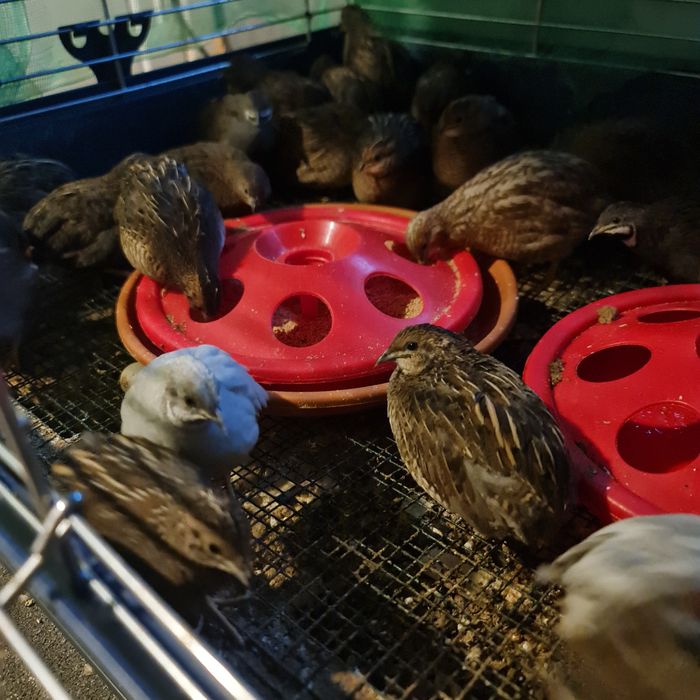 Prepelite chinezesti.