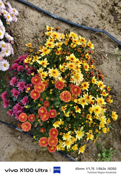 Хризантема Глобус