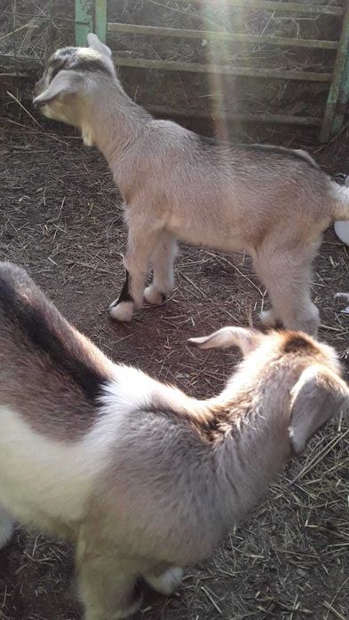 Альпийские козлята девочки