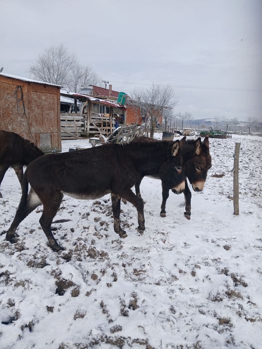 Vând magarite cu lapte