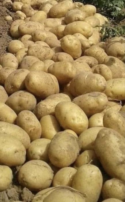 Продам оптом картошка