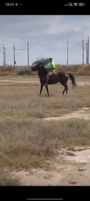 Vând eapa cuminte are 7 ani nu mușcă nu aruncă