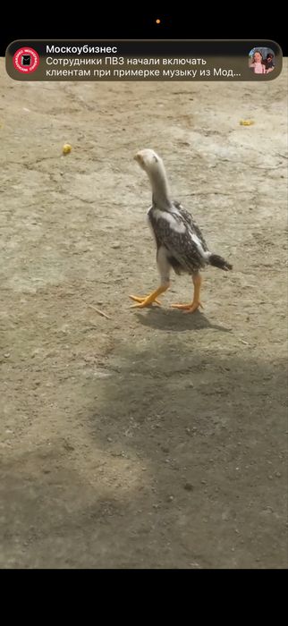 Dakan juja Cho’ja Kulangi