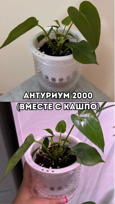Цветы, комнатные растения