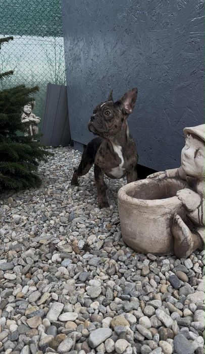 Bulldog Francez Masculi