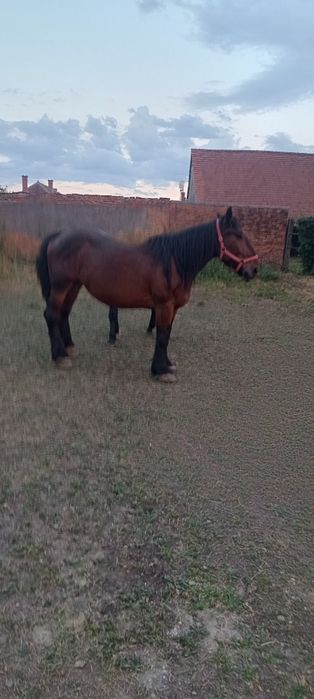 2 iepe cuminți . Bune la tras , la căruță