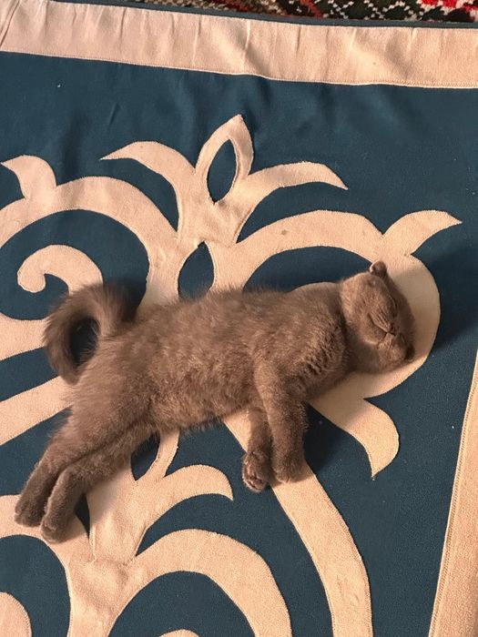 Продаётся очень милый котёнок шотландец мальчик,