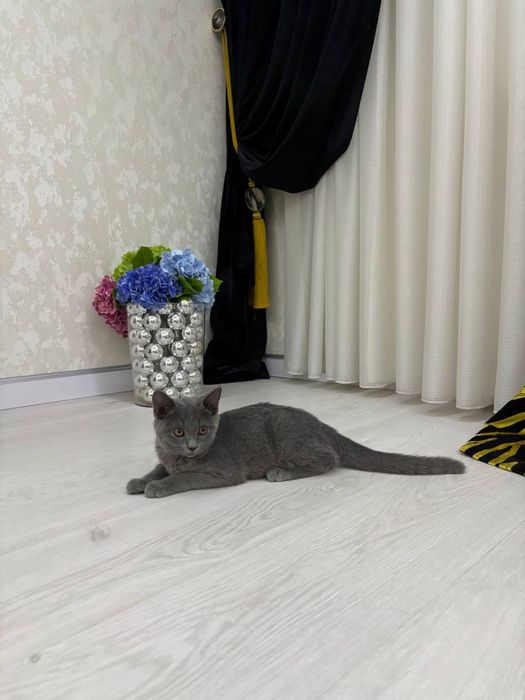 кошки скоттш страйт