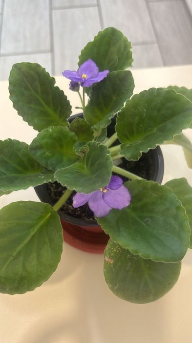 Продам фиалки по 1500