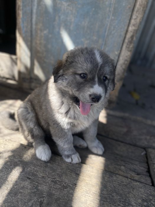 Алабай щенок девочка в добрые руки