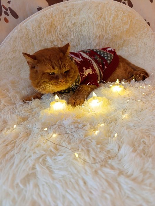 Котик в добрые руки