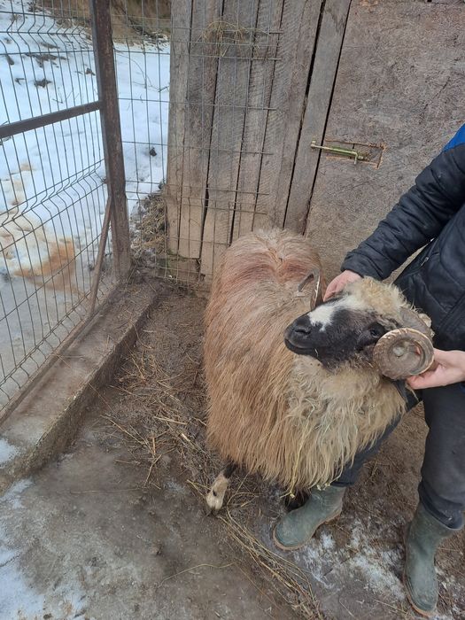 Vand berbec  mior breaz