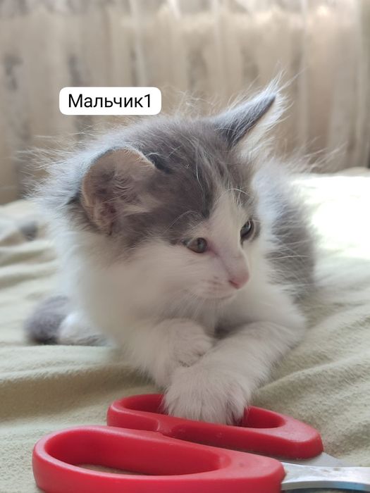Котята, девочка и мальчики