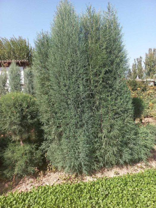 Арчалар Голубой кипарис навли