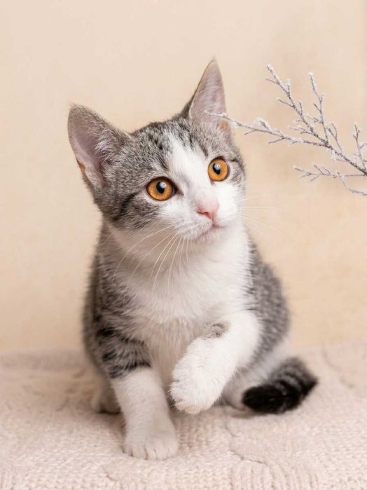 Котята бесплатно